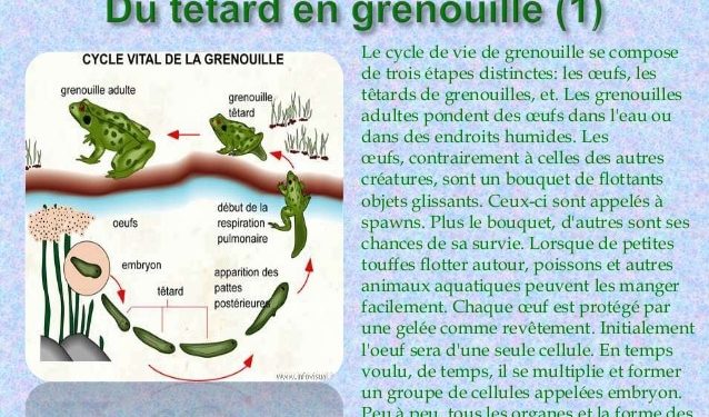 Quel est le type de croissance chez la grenouille ?