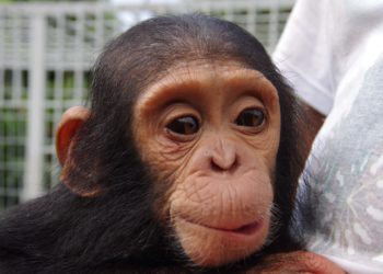 Est-il possible d'adopter un chimpanzé ?