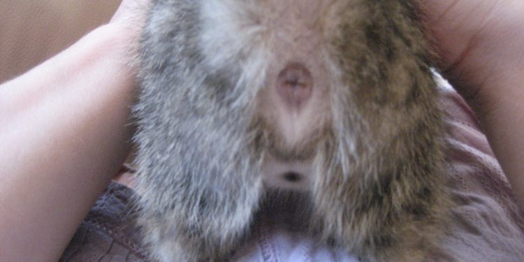 Comment savoir si le lapin est mâle ou femelle ?