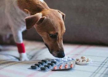 Quel antidouleur Peut-on donner à un chien ?