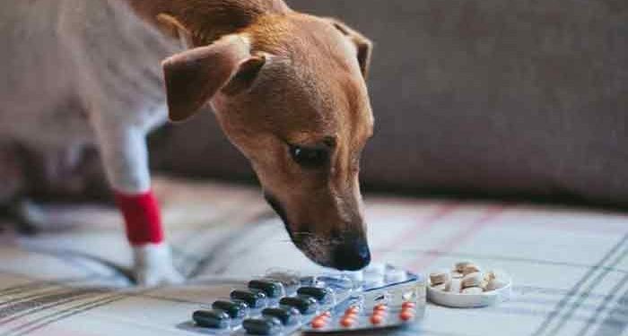 Quel antidouleur Peut-on donner à un chien ?