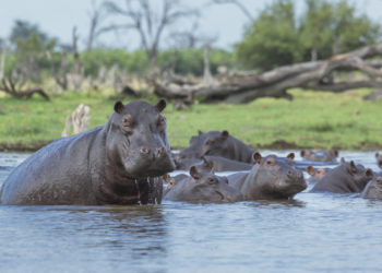 Où voir des hippopotames en France ?