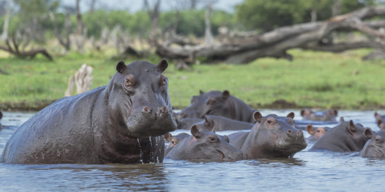 Où voir des hippopotames en France ?
