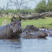 Où voir des hippopotames en France ?