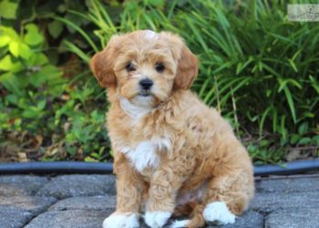 How much do Shih Poos cost?