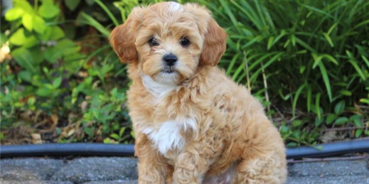 How much do Shih Poos cost?