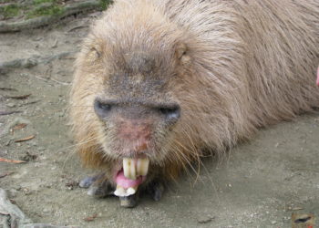 How much do capybaras cost?