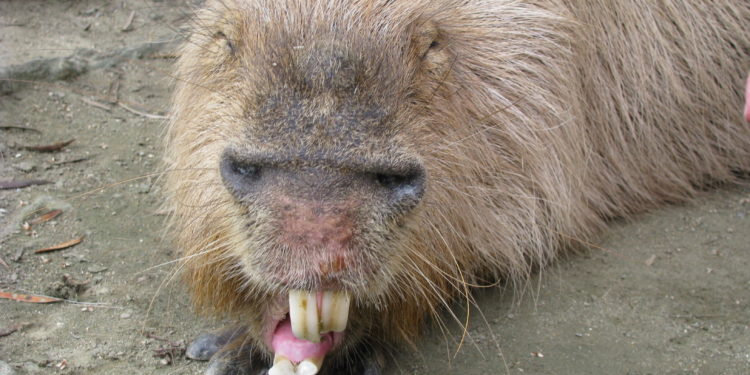 How much do capybaras cost?