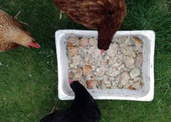 Est-ce que le pain dur est bon pour les poules ?