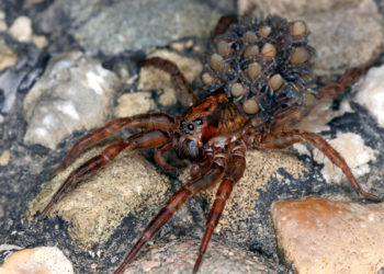 Qui est le prédateur de l'araignée ?