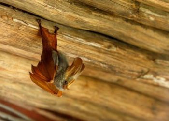 Comment se débarrasser des Chauves-souris naturellement ?