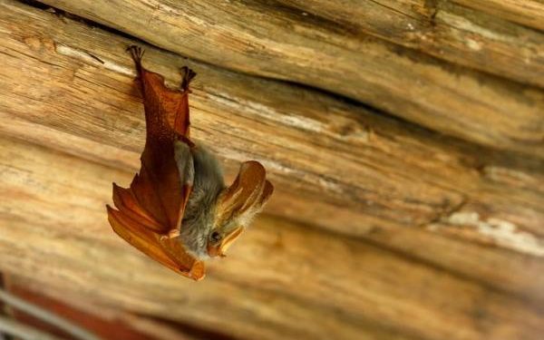 Comment se débarrasser des Chauves-souris naturellement ?