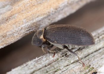 Comment se débarrasser de la vrillette du bois ?