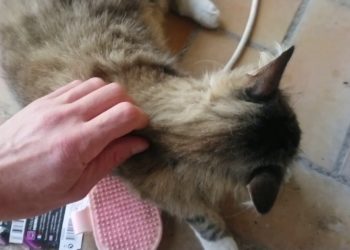 Comment un chat attrape une tumeur ?