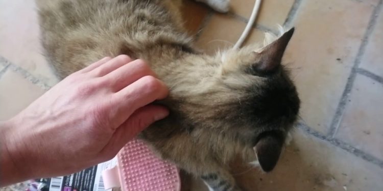 Comment un chat attrape une tumeur ?