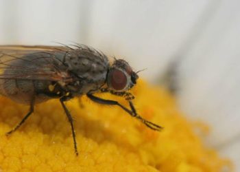 Comment les mouches font des bébé ?