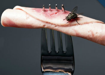 Quand une mouche se pose ?