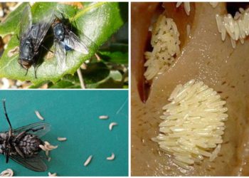 Est-ce dangereux de manger des œufs de mouche ?