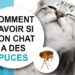 Est-ce que les puces des chats vont sur les humains ?