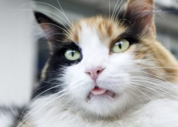 Pourquoi mon chat respire fort la bouche ouverte ?
