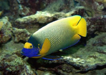 Où voir les plus beaux poissons ?