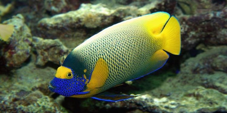 Où voir les plus beaux poissons ?