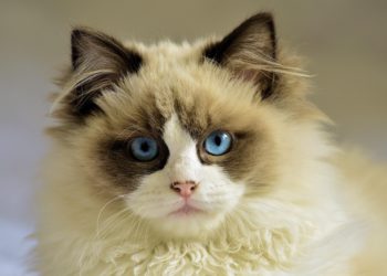 Quelle race de chat a les yeux bleus ?