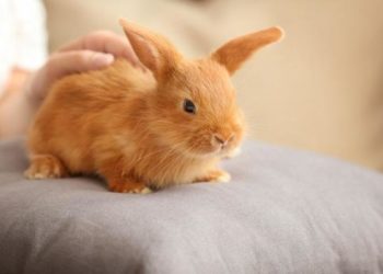 Comment savoir lage d'un lapin nain ?