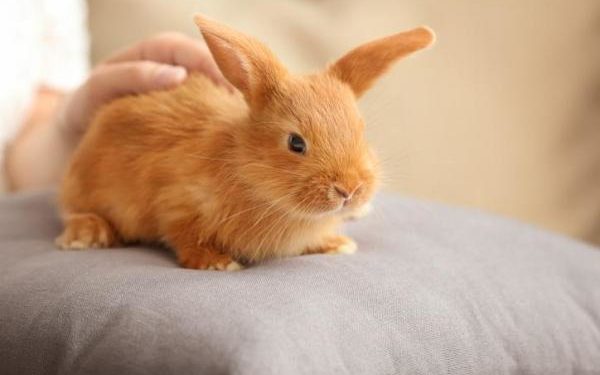 Comment savoir lage d'un lapin nain ?