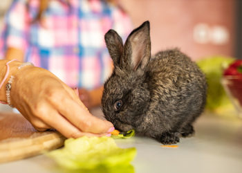 Quels insectes mangent les araignées ?