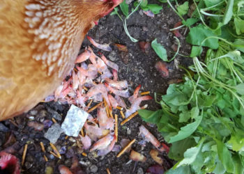 Est-ce que les poules mangent des crevettes ?