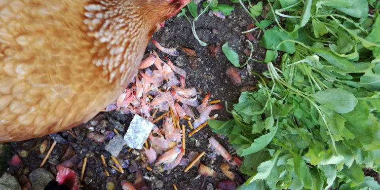 Est-ce que les poules mangent des crevettes ?