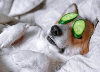 Puis-je donner du cétirizine à mon chien ?