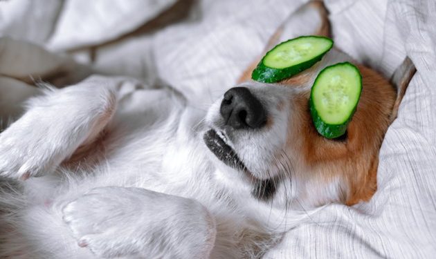 Puis-je donner du cétirizine à mon chien ?