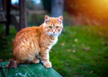 Qu'est-ce qui peut provoquer la diarrhée chez le chat ?