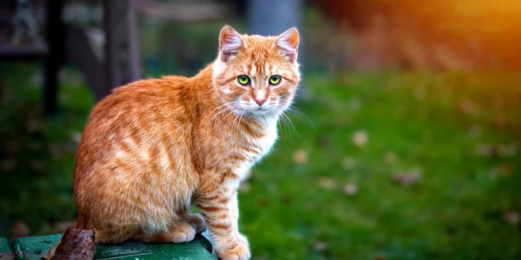 Qu'est-ce qui peut provoquer la diarrhée chez le chat ?