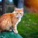 Qu'est-ce qui peut provoquer la diarrhée chez le chat ?