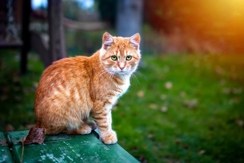 Qu Est Ce Qui Peut Provoquer La Diarrhee Chez Le Chat