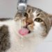 Quand donner de l'eau au chaton ?