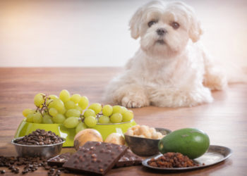 Est-ce que le melon est bon pour les chiens ?