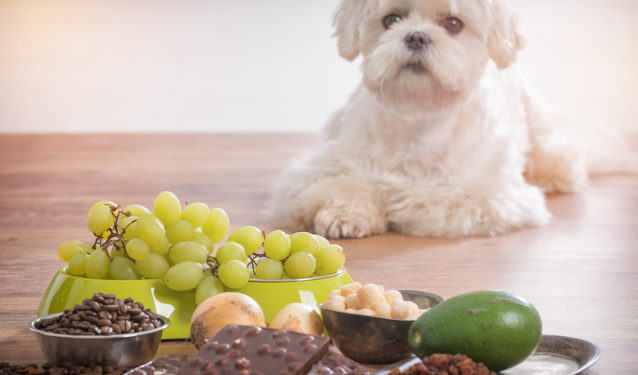 Est-ce que le thon est bon pour les chiens ?