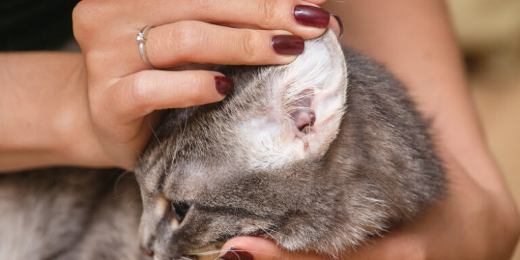 Est-ce qu'un chat peut mourir de la gale ?