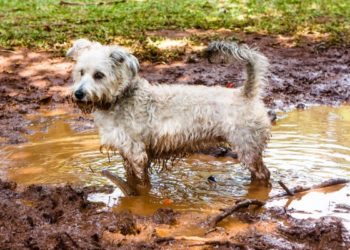Est-ce que je peux laver mon chien avec mon shampooing ?