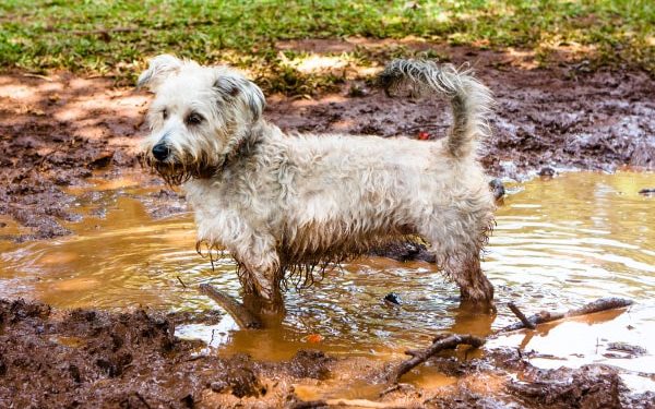 Est-ce que je peux laver mon chien avec mon shampooing ?