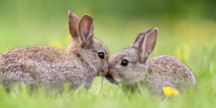 Est-ce bien de promener son lapin en laisse ?