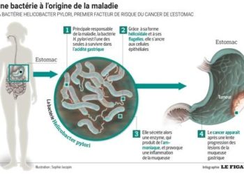 Quelle bactérie dans l'estomac ?