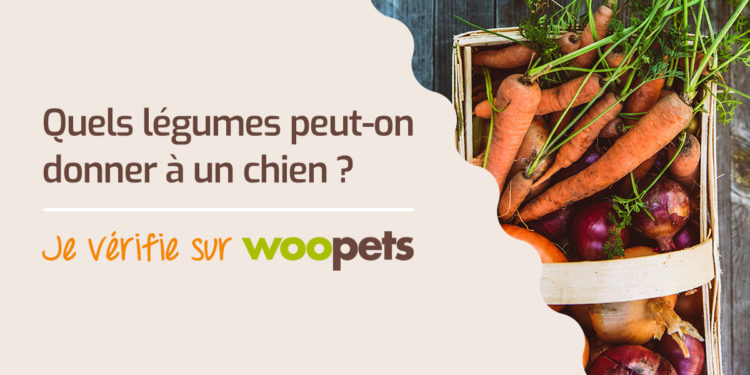 Quels fruits et légumes Peut-on donner à un chien ?