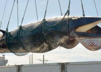 Pourquoi on pêche la baleine ?