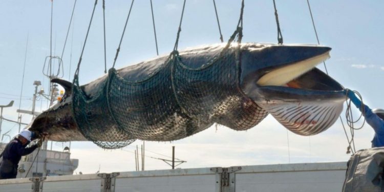 Pourquoi on pêche la baleine ?