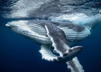 Comment se nomme Les dents de la baleine ?